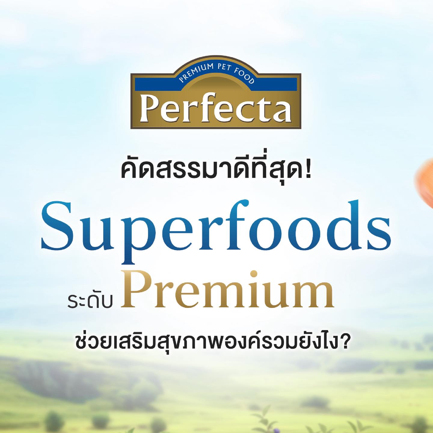 Perfecta - เพอร์เฟคต้า ไม่ได้มีแค่เนื้อสด Human Grade 🔥... | Facebook