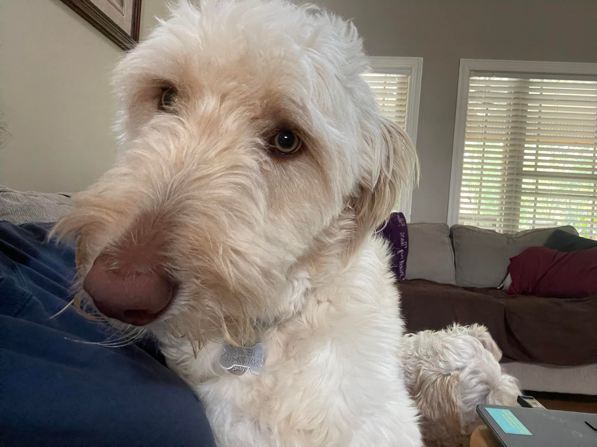 IT'S A RUFF LIFE added a new photo — in... - IT'S A RUFF LIFE