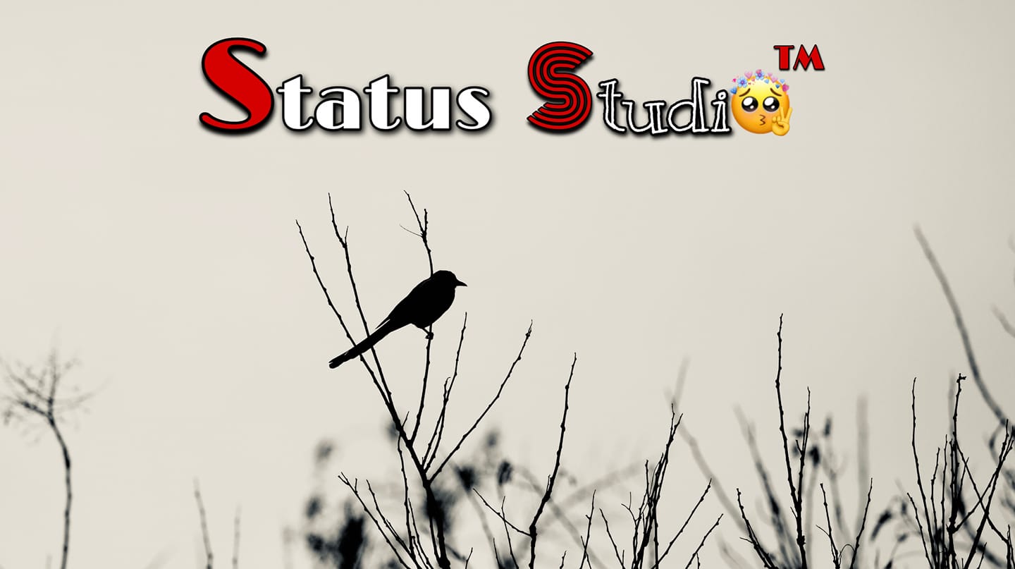 Status Studio