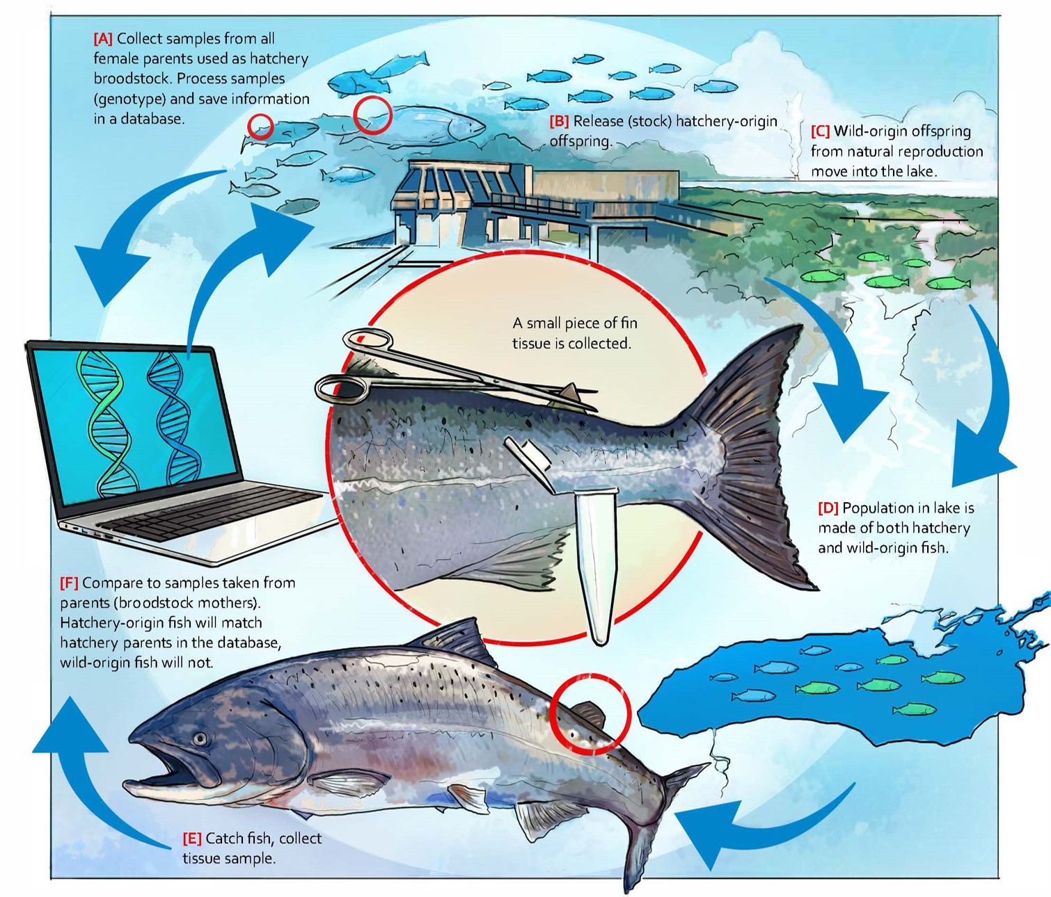 Great - How do scientists tell hatchery fish from wild fish? Parentage ...