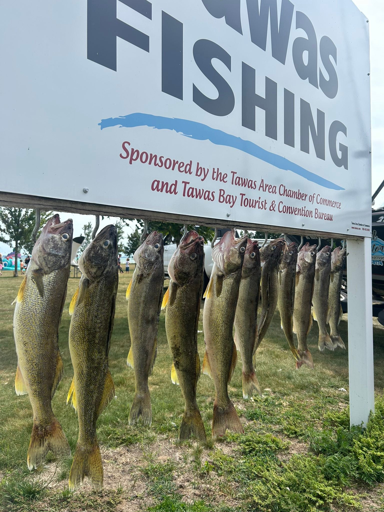Reel - Tawas bay gold !! 🎣🔥🎣🔥🎣 John and Jeremy put a whoopin on em ...