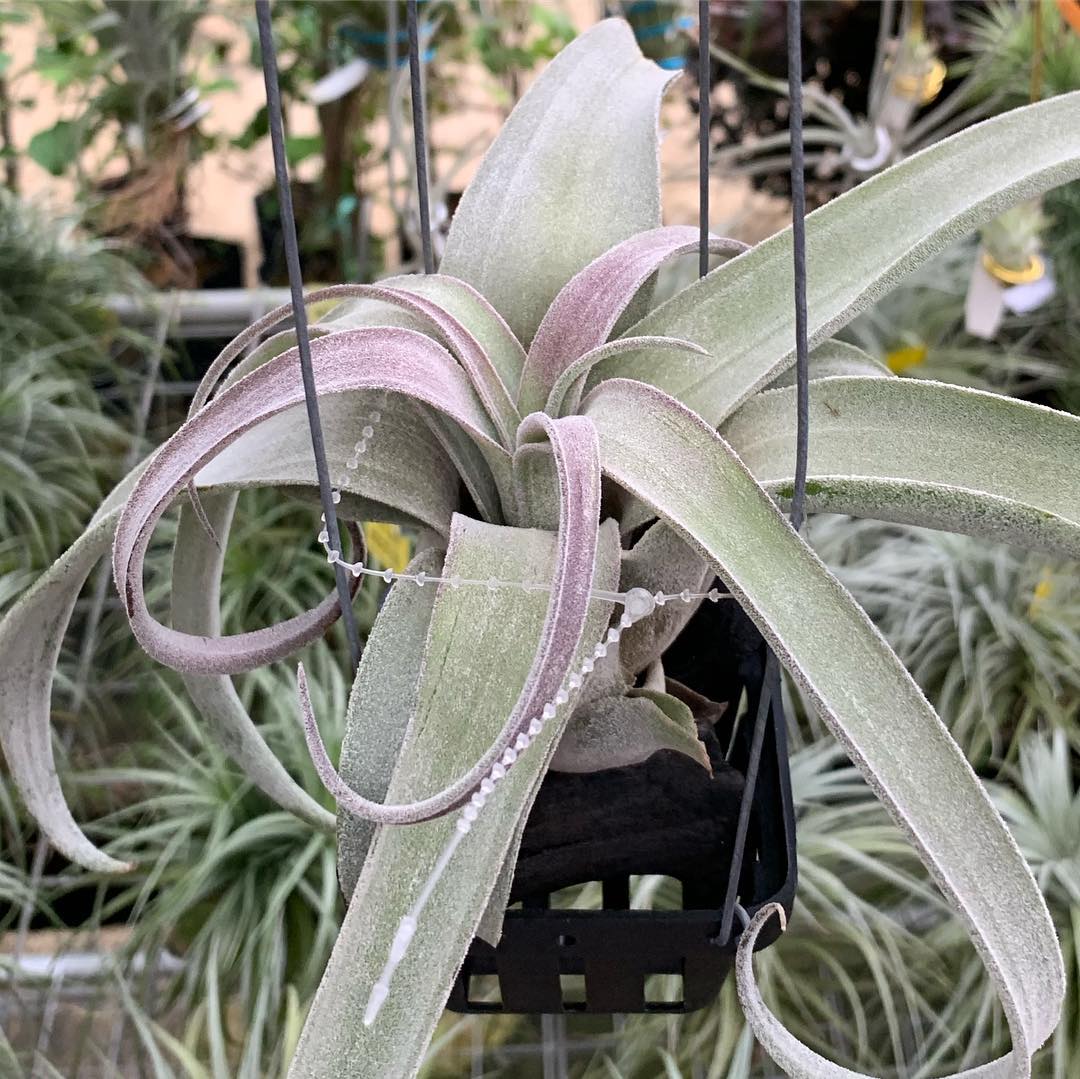 tillandsia 'Bea Correale' (streptophylla (Belize form) x