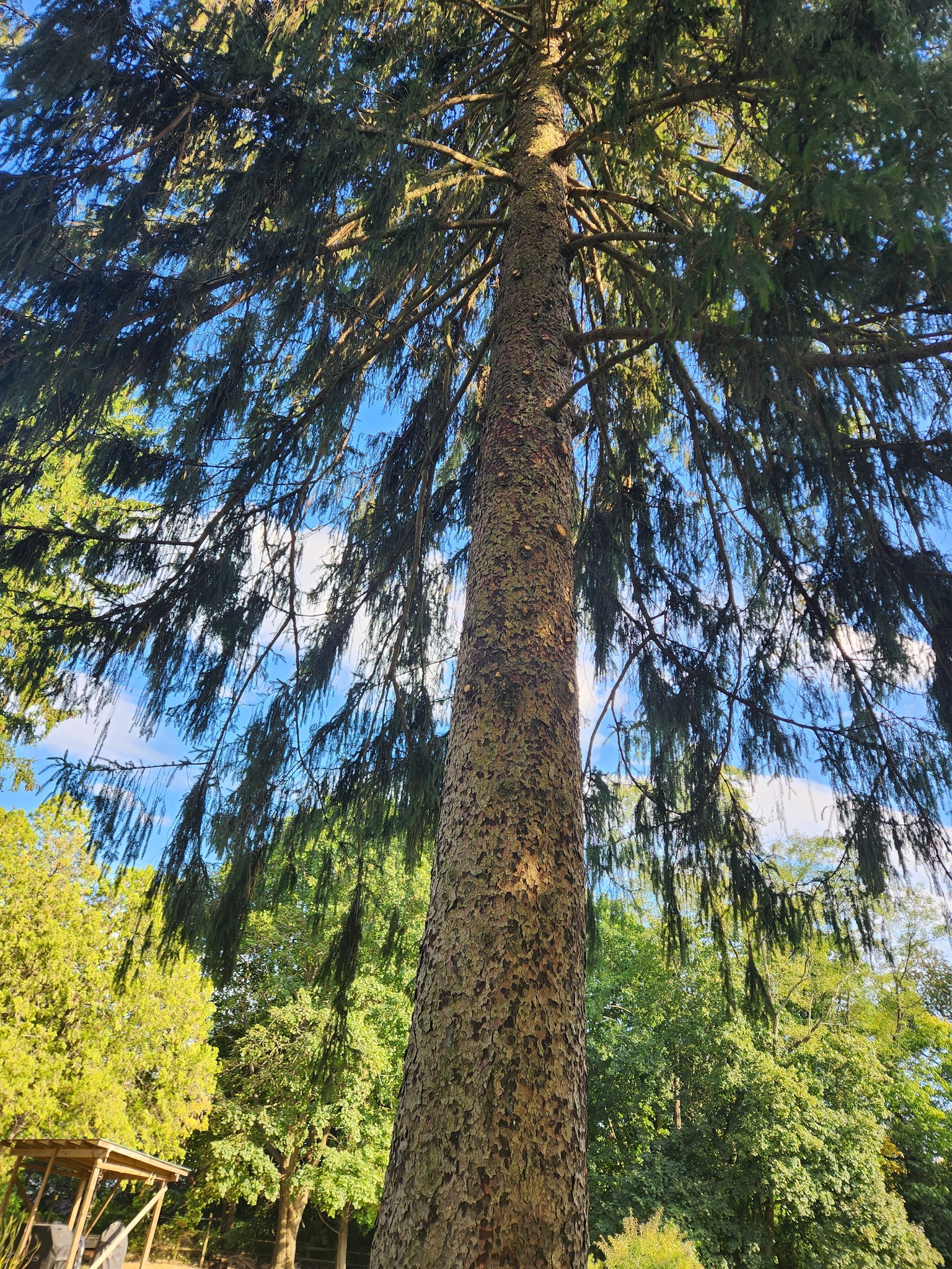 Crass Tree Experts LLC