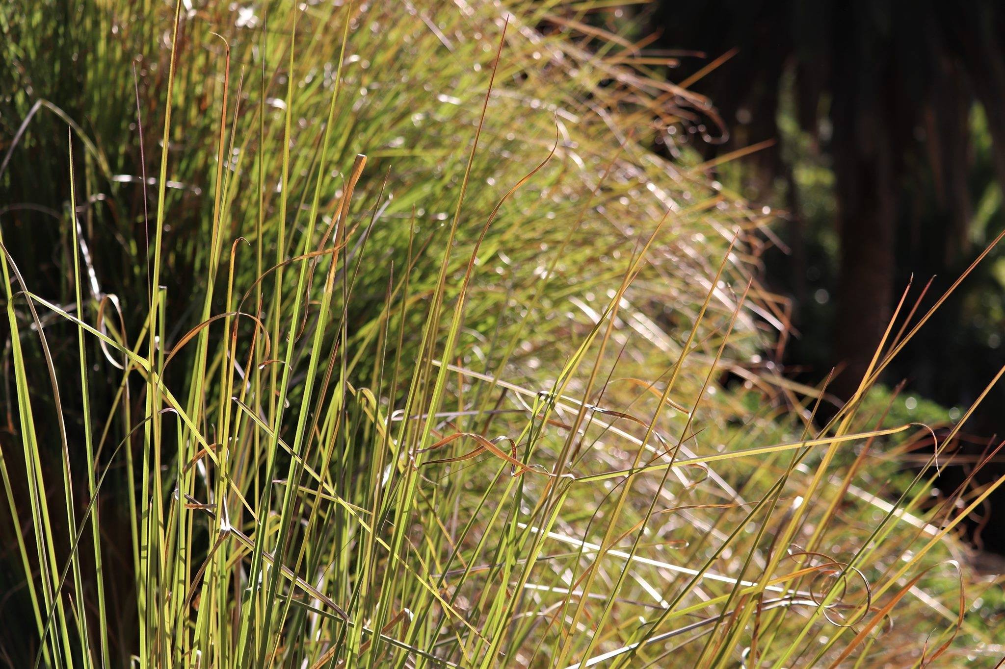 Vetiver Grass