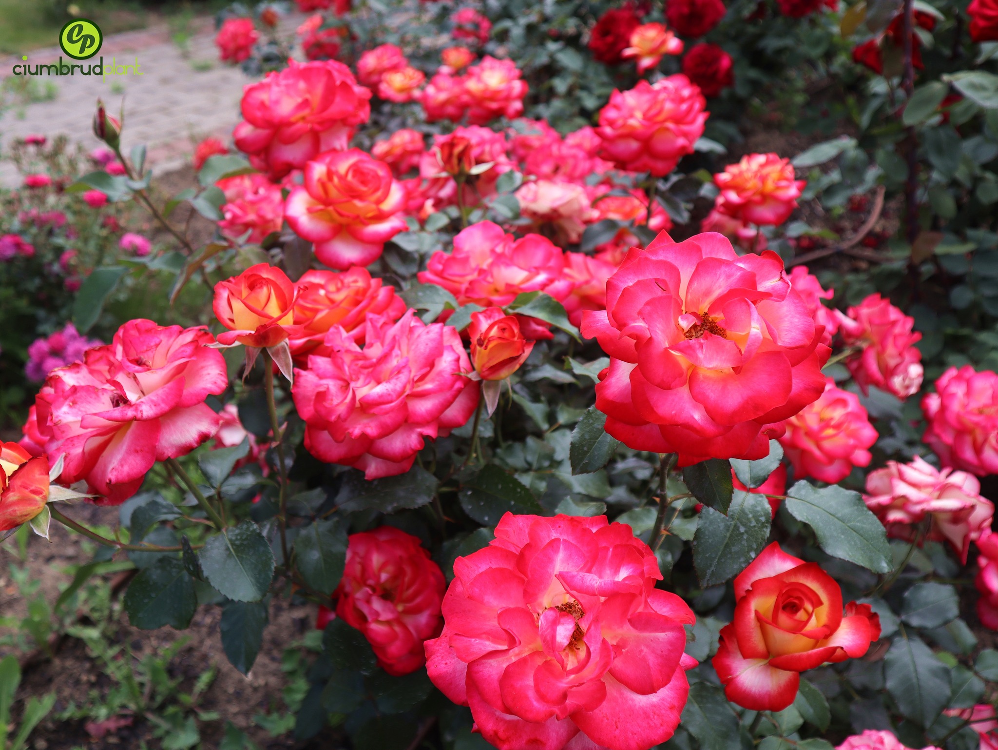 4garden Romania - Ciumbrud Plant | Aiud
