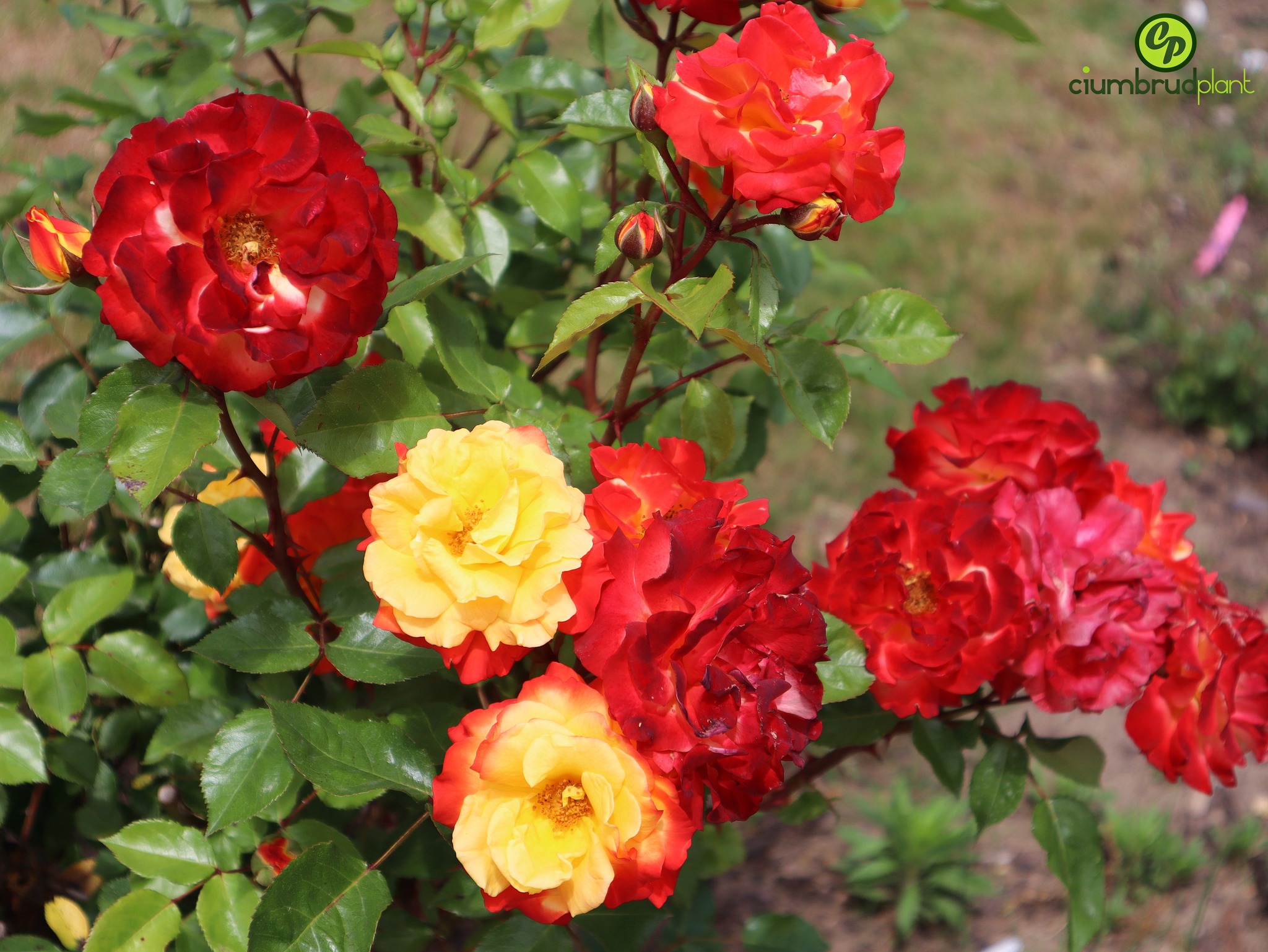 4garden Romania - Ciumbrud Plant | Aiud