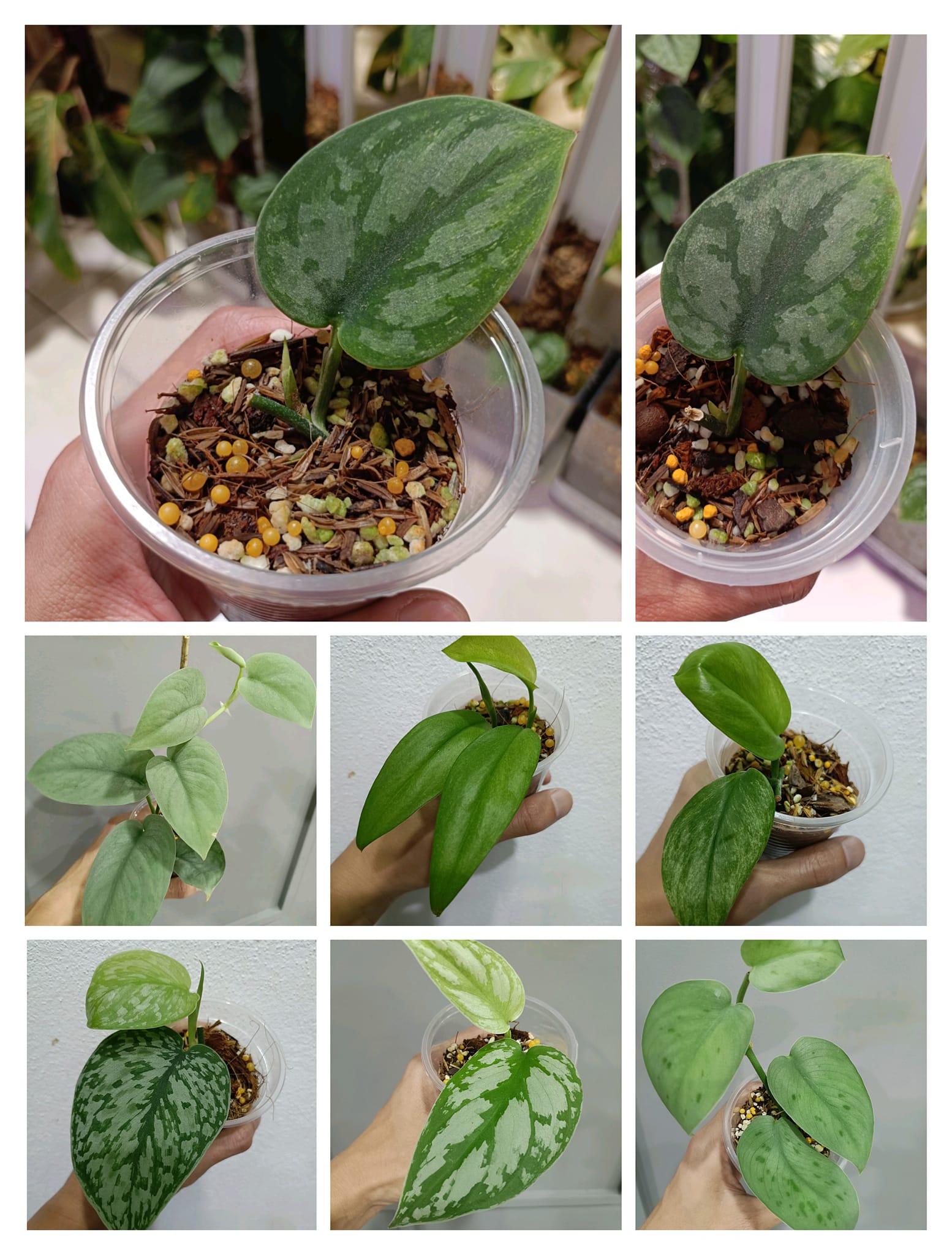 For Sale… ?Scindapsus Garawa 2pots available with shoot We ship 