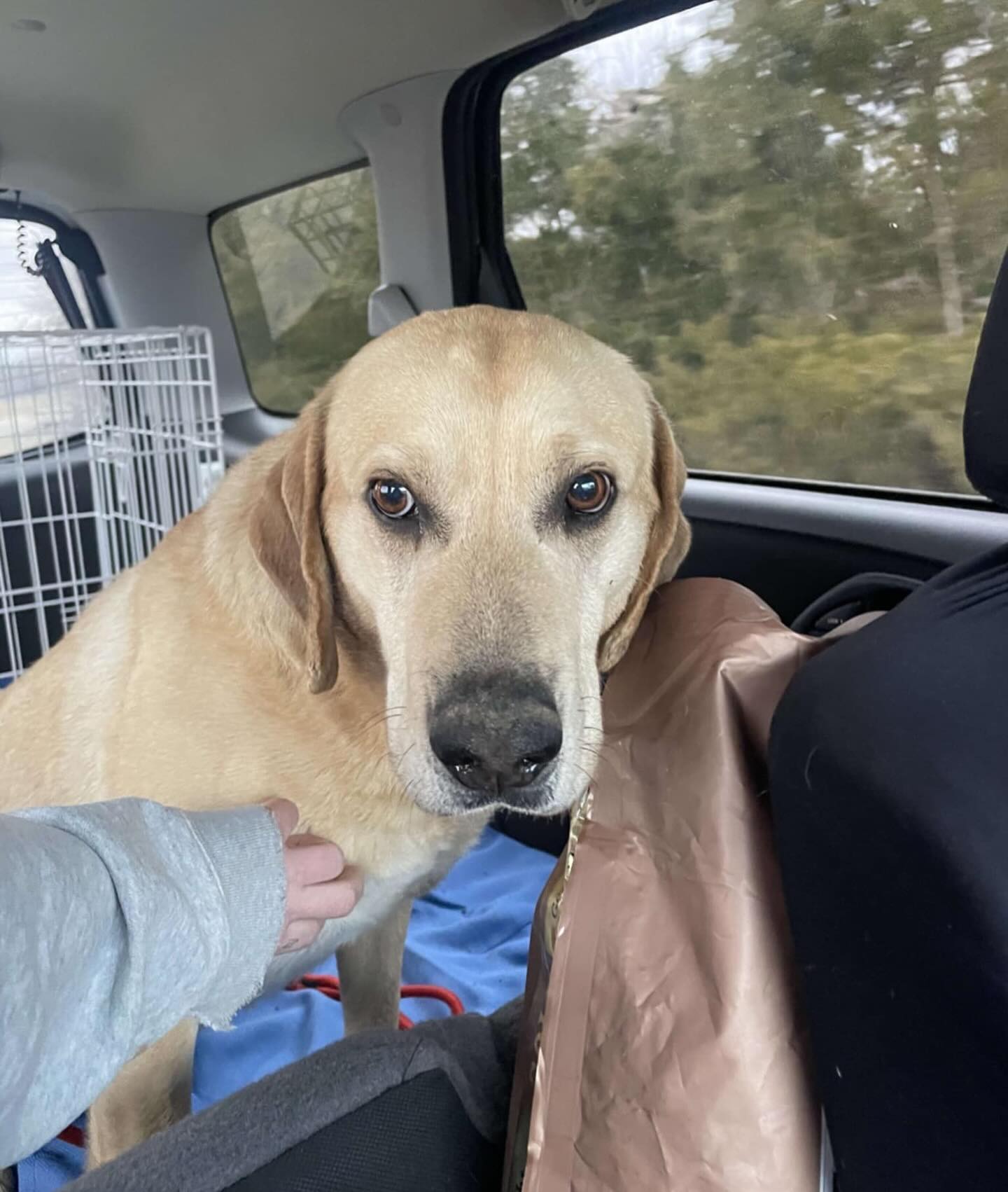 Cincinnati Lab Rescue