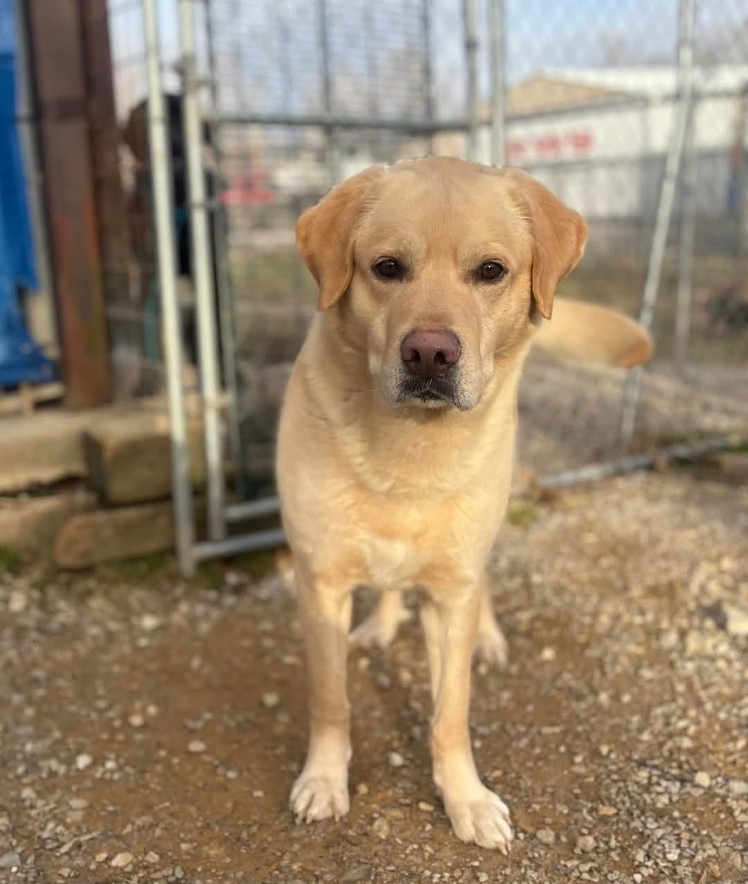 Cincinnati Lab Rescue