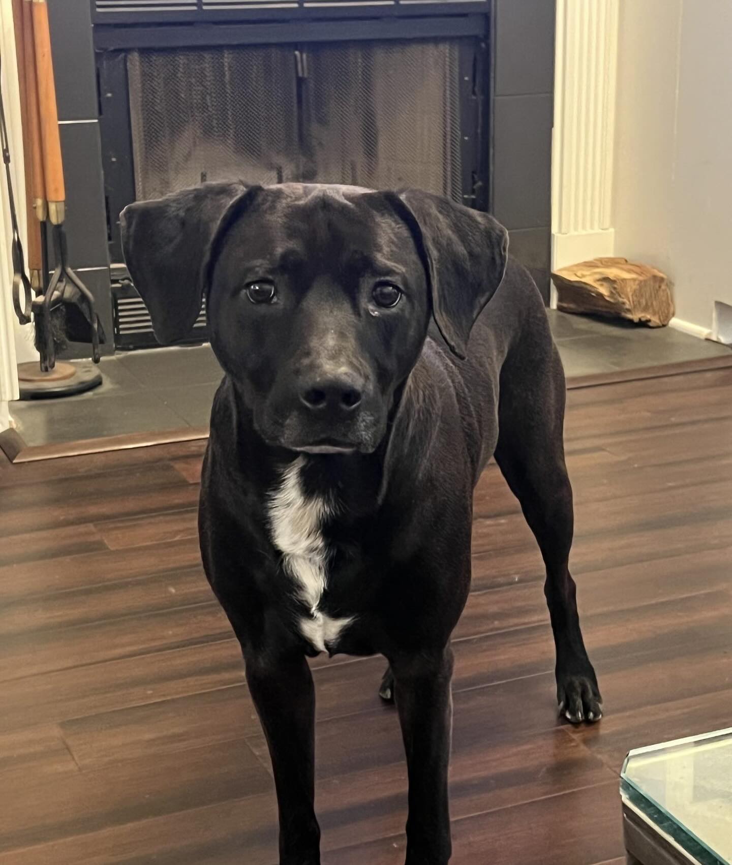 Cincinnati Lab Rescue