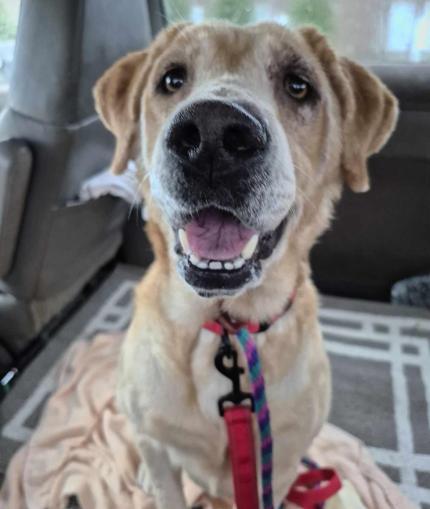 Cincinnati Lab Rescue