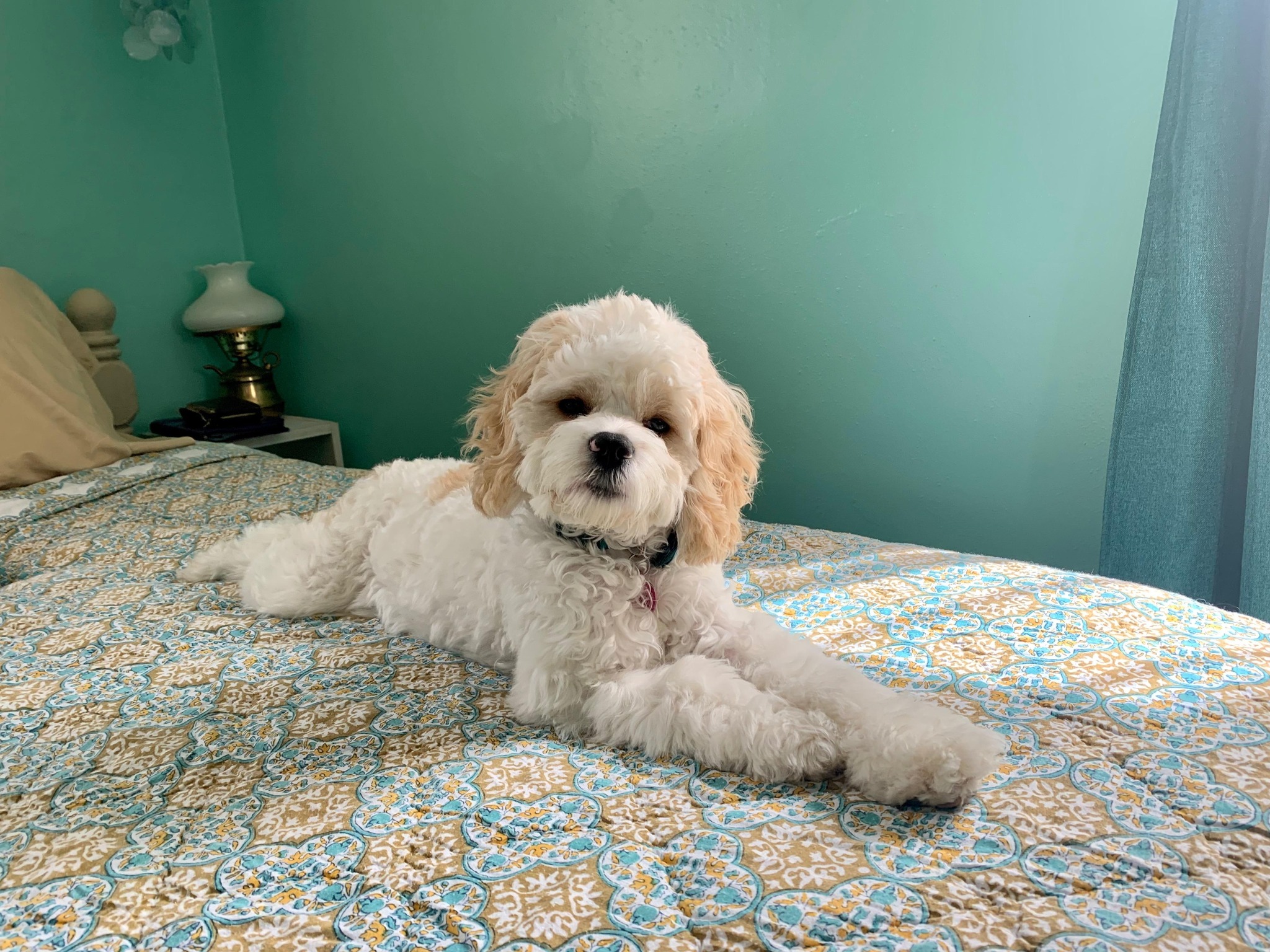 Cockapoo Emoji - So adorable 💕🐾💕🐾😍 @littlemissrubyroo . . . . . . # ...