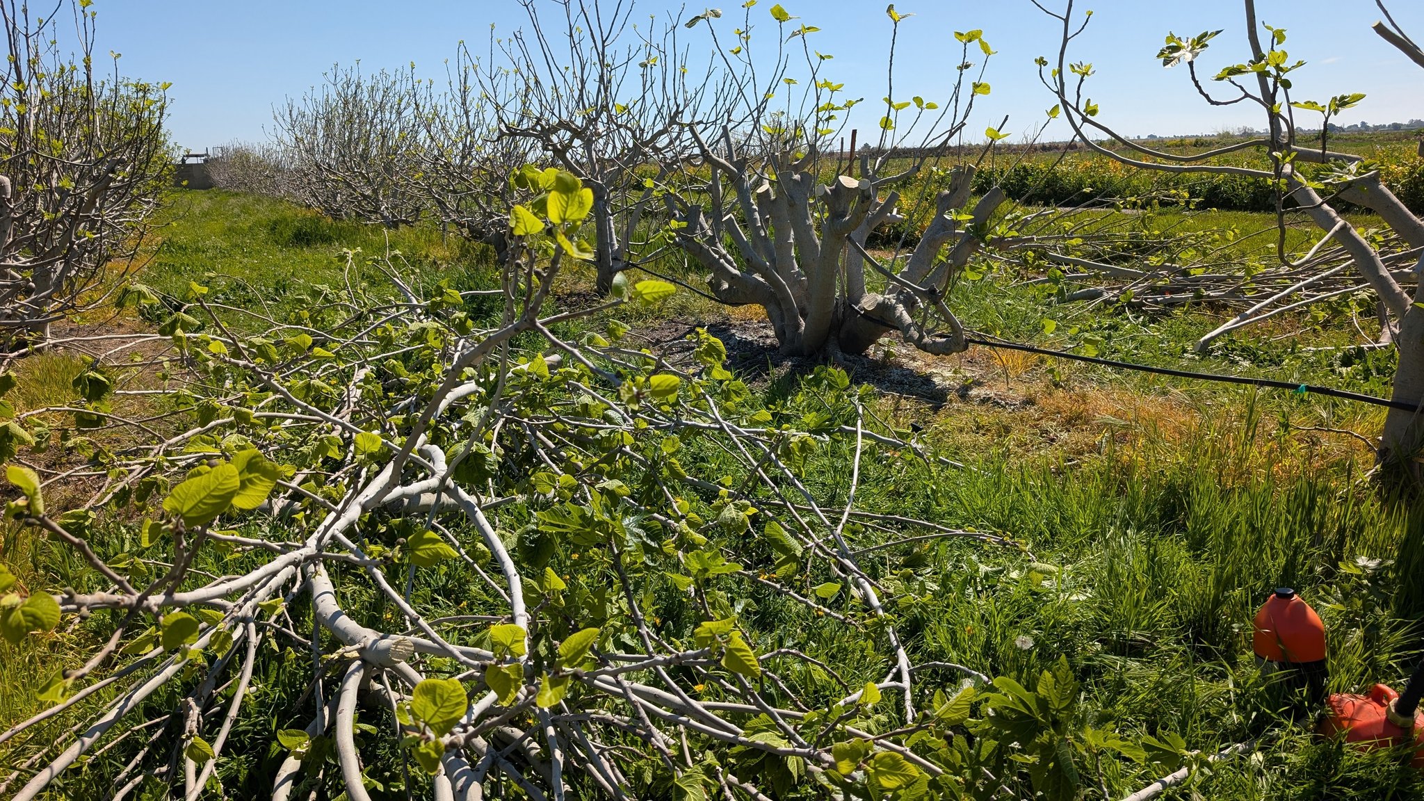 Figaholics - DFIC 0023 Palmata Hybrid is my most vigorous fig tree. It ...