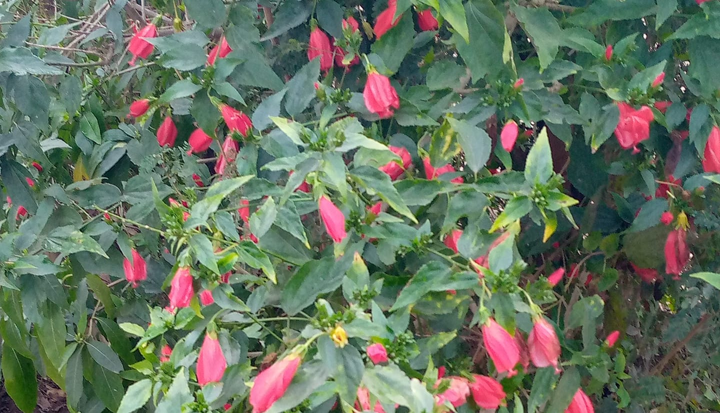 Dasi mahool
