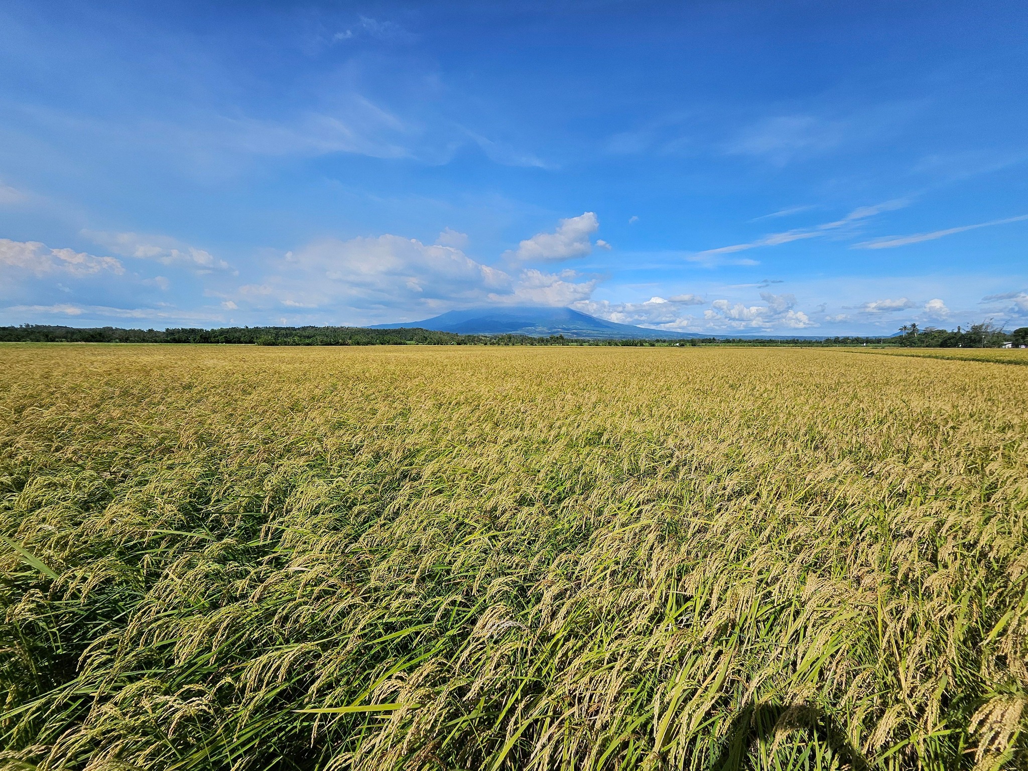 Mt. Fuji Japanese Rice | Makati
