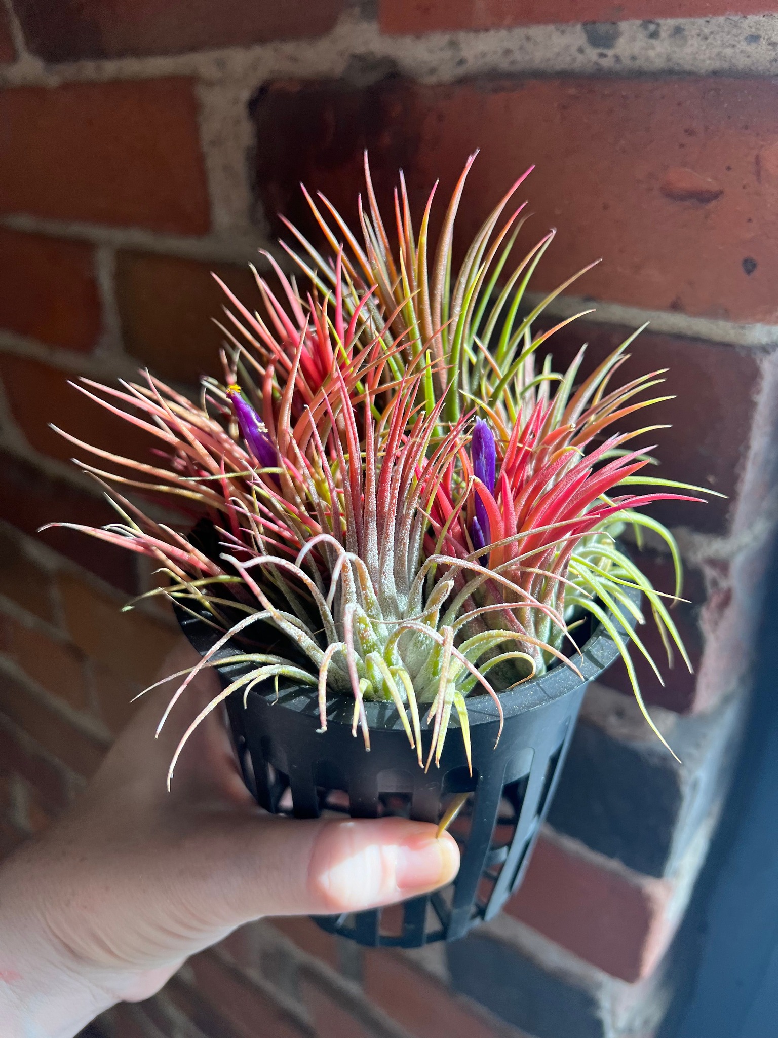 Tillandsia fasiculata 'Tropiflora' - Bromeliad Paradise