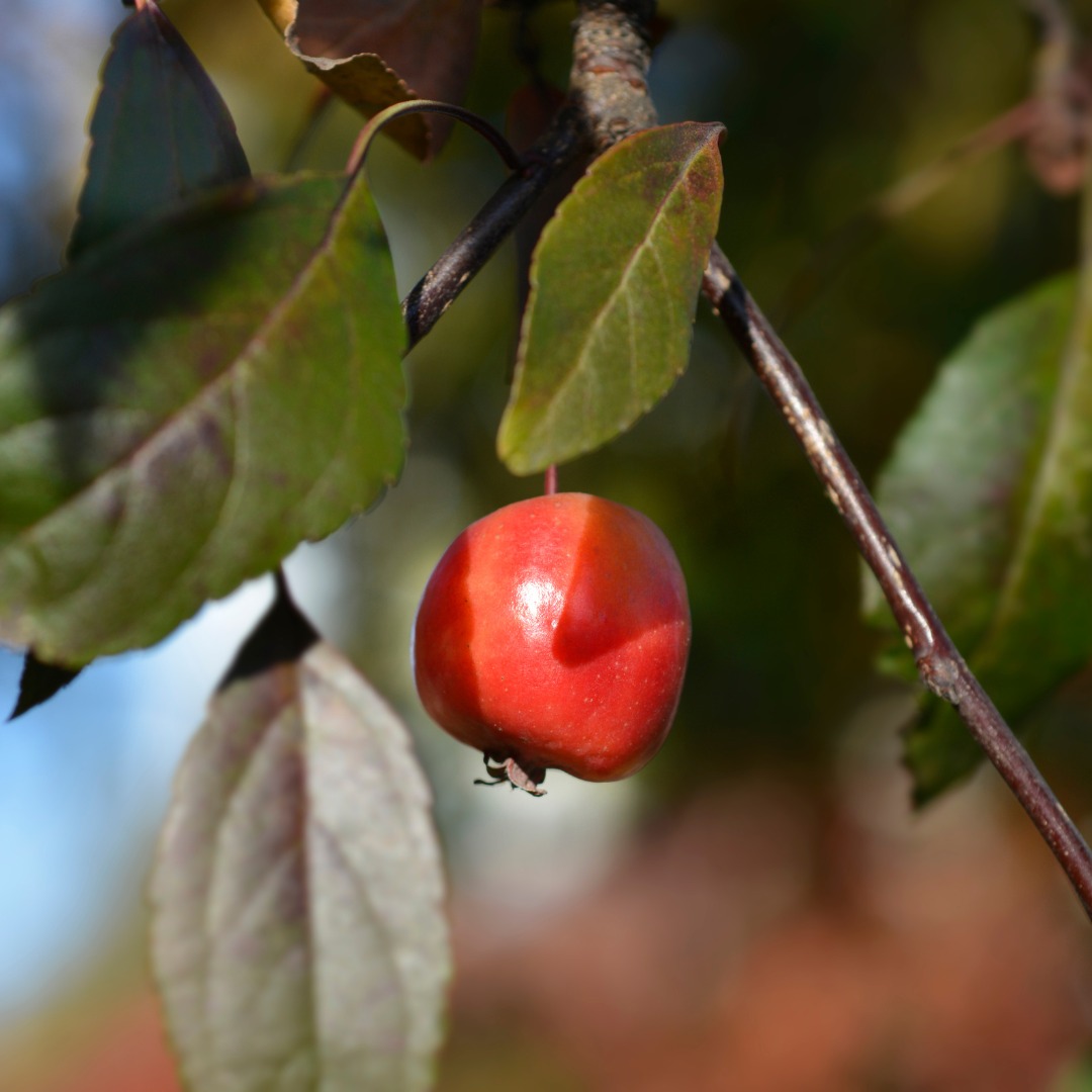 Giving - 🍏🌍 Climate change is threatening apple crops, but there’s hope ...