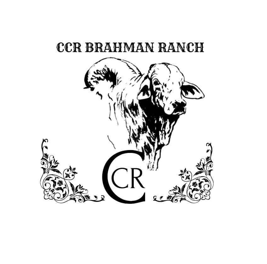 ใครหลับก่อนเเพ้…🤣🤣🤣🌱🌱🌱🐮🐮🐮 | By Diamond ranch Brahman & Chalorais at ...