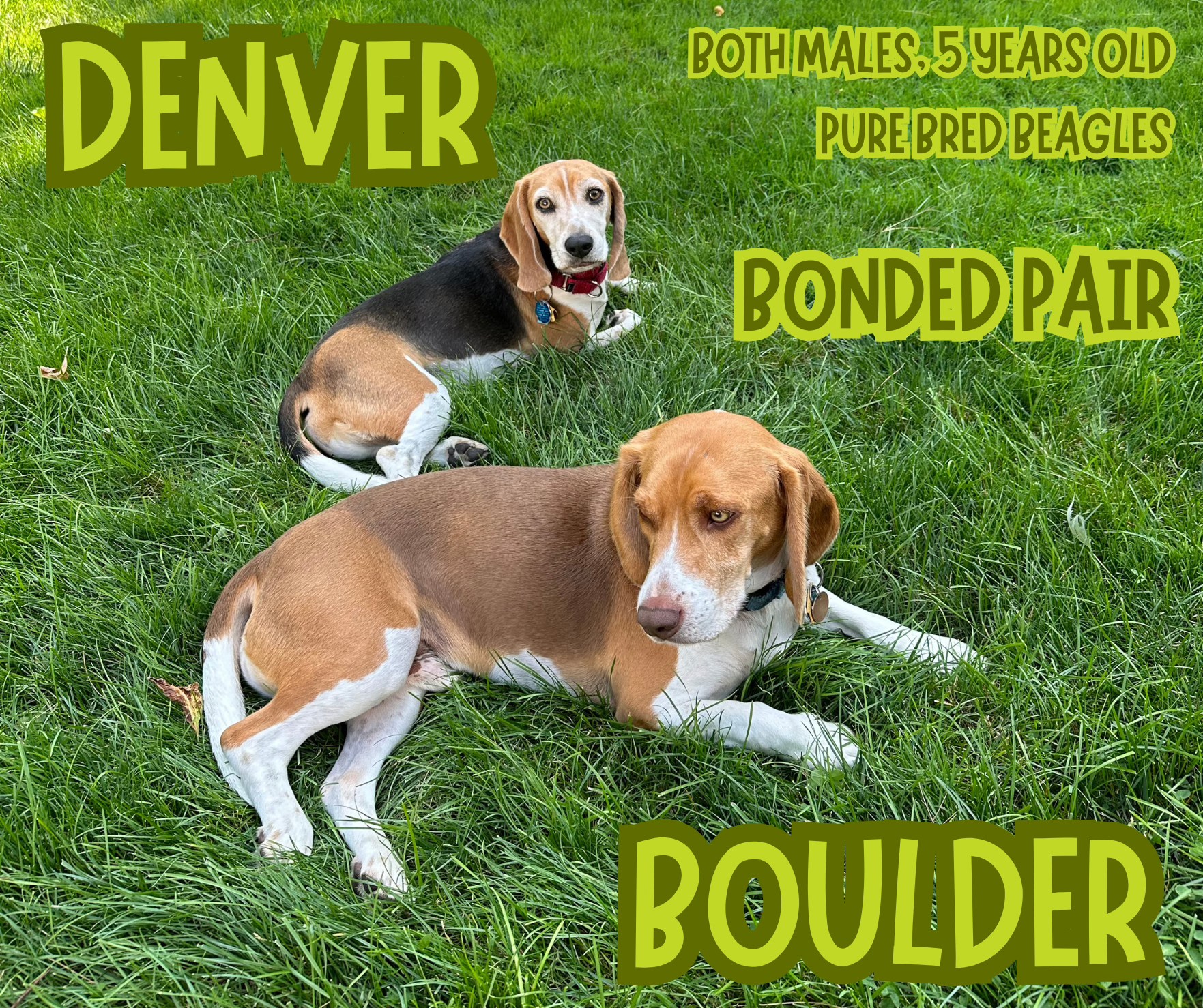 Grosse - Where are our Beagle fans at!?!? The two newest additions to ...