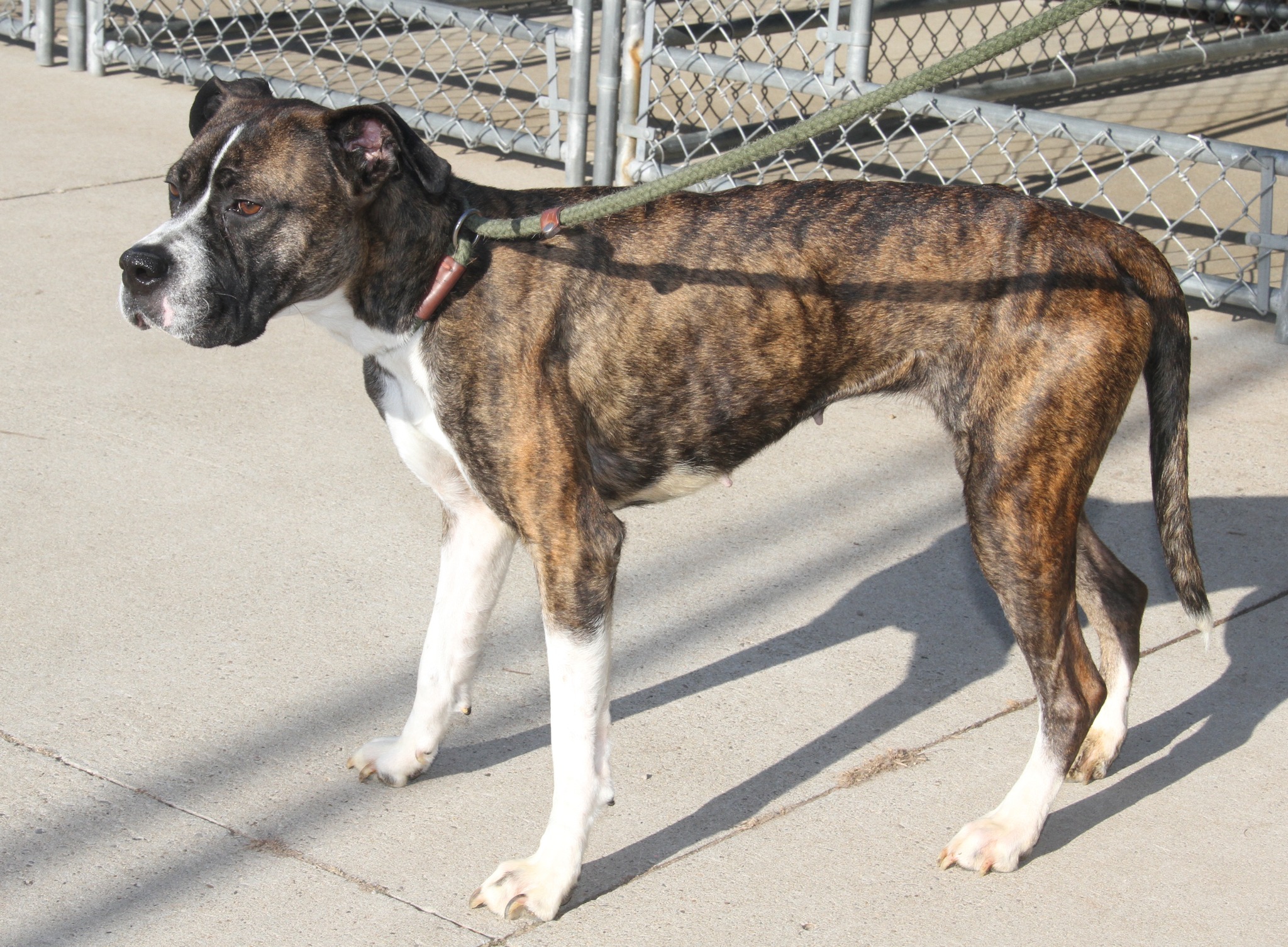 Humane - **SPAYED (PHOTOS 3/13/2025) (Adopted 10/7/2025)** ... Bonnie ...