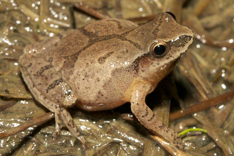 Madison Area Herpetological Society