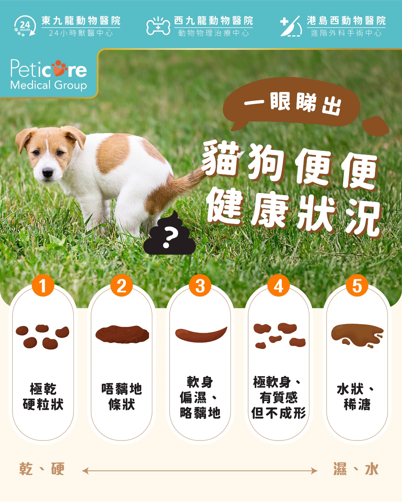 西九龍動物醫院-動物物理治療中心 Kowloon West Animal Hospital-Animal Physiotherapy ...