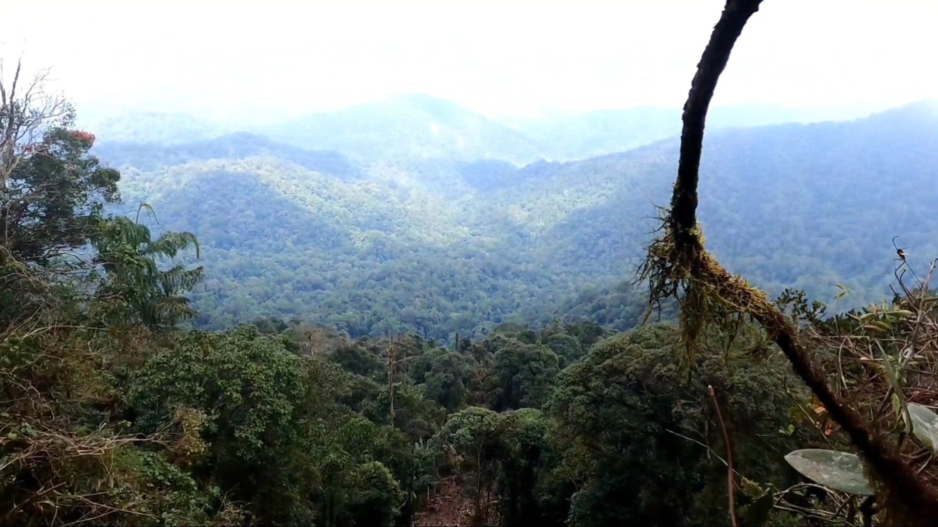 Hutan Rimba Official - Home