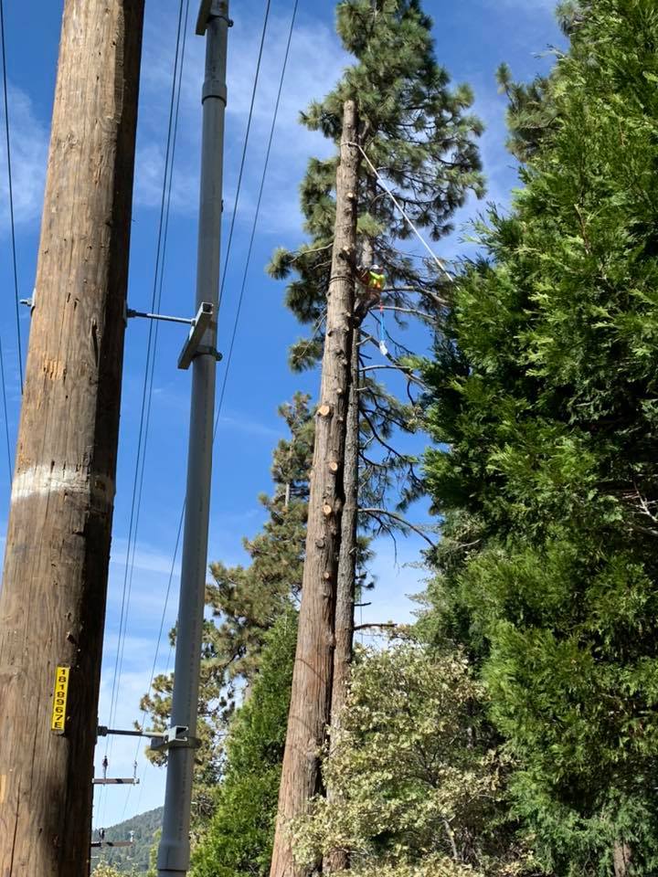 Alpine Tree Service