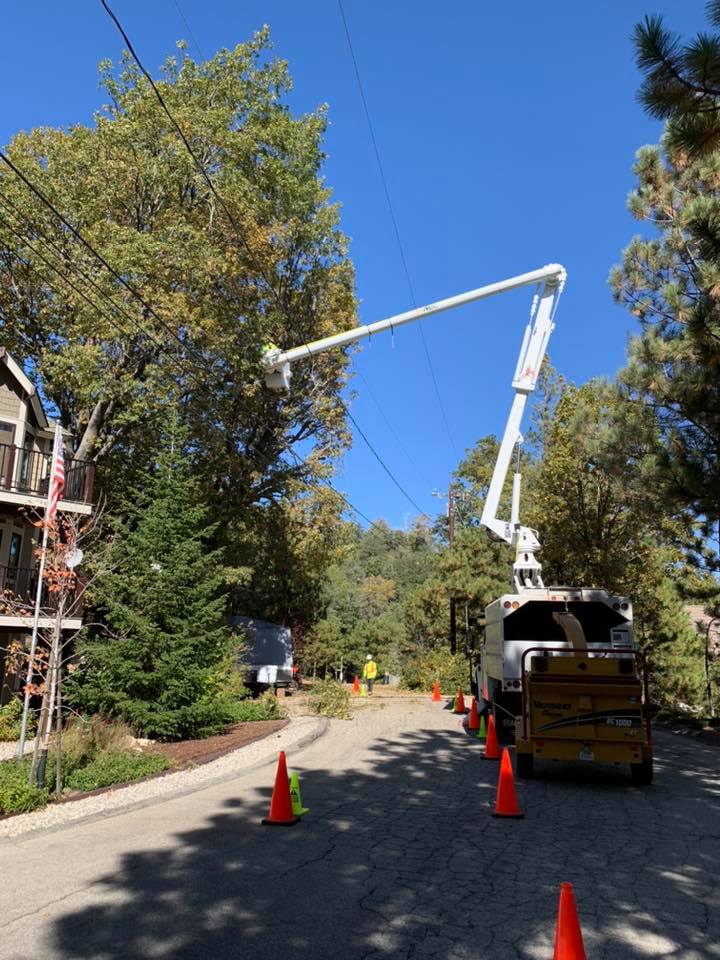 Alpine Tree Service
