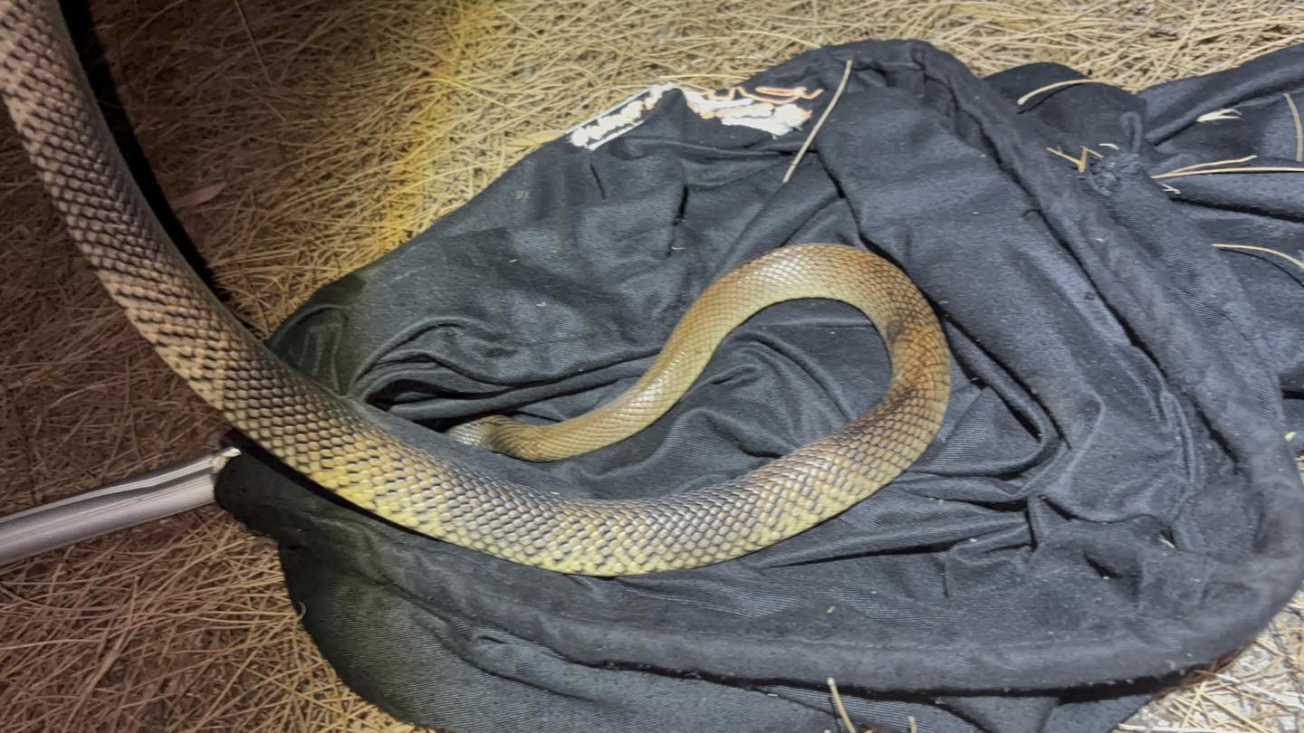 Perth Wildlife Rescue Network