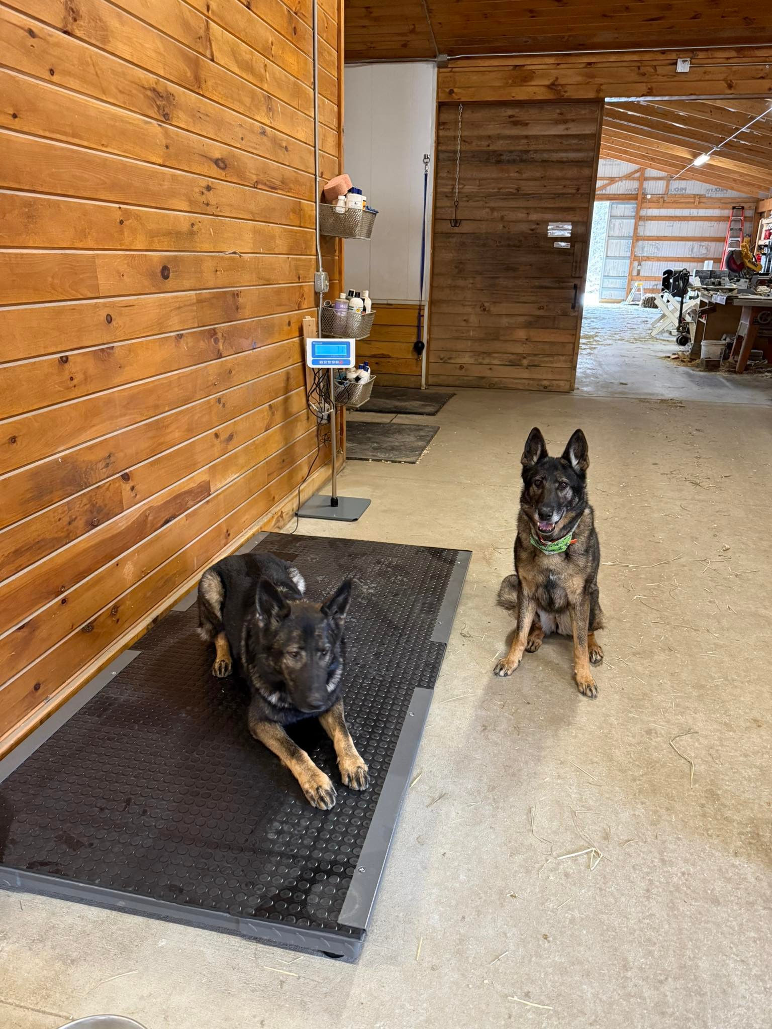 Our new horse scale works great!! 🤩🤩... - Graphite Hill Farm | Facebook