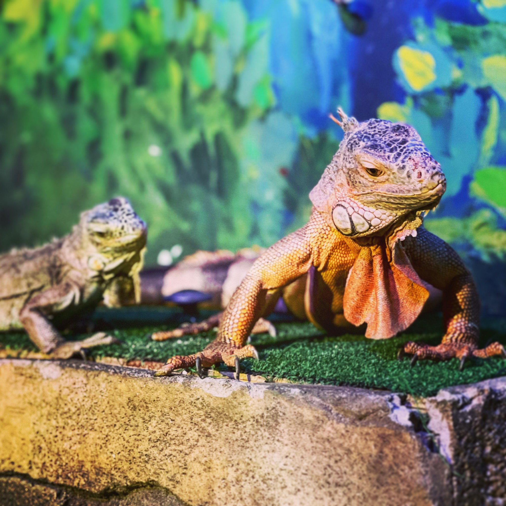 SeaQuest Folsom - Happy #NationalIguanaDay 🦎🦎 Have you...