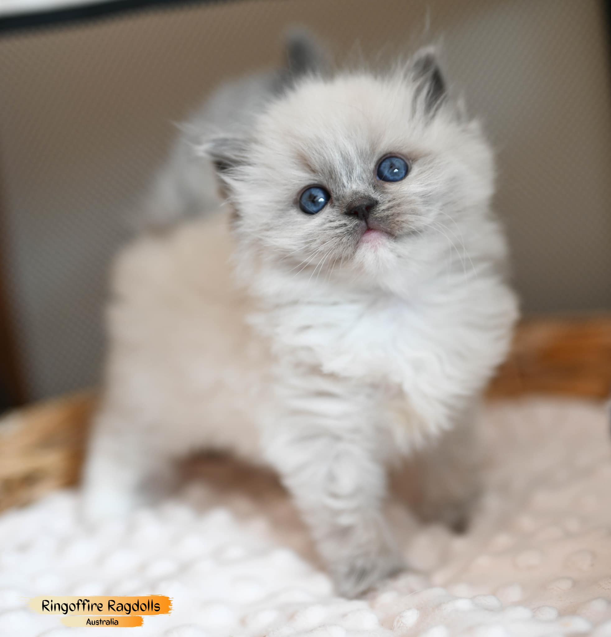 Her sweetness will capture your... - Ring of Fire Ragdolls