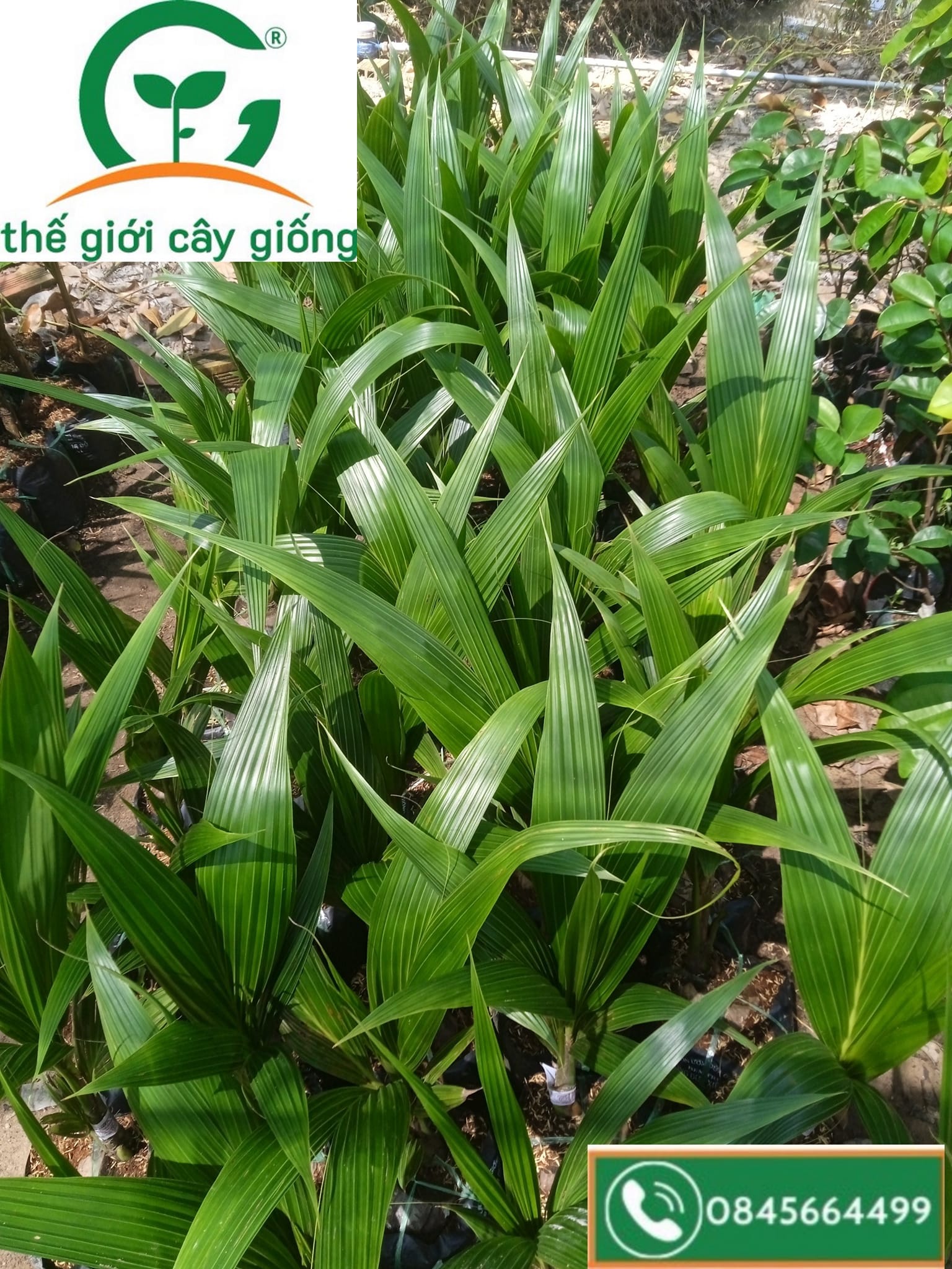 Thế giới cây giống CN Cai Lậy | Cai Lay