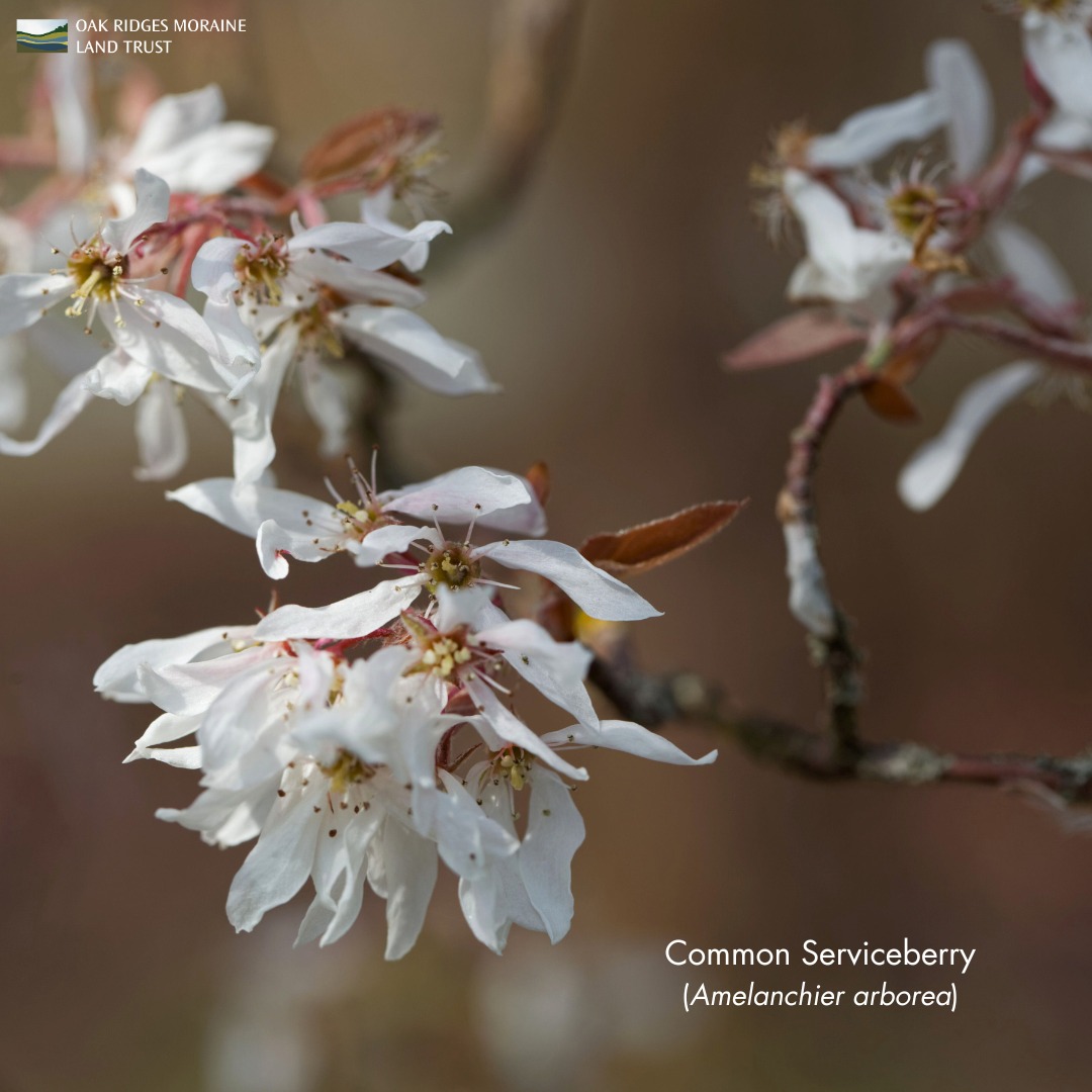 Oak - Common Serviceberry (Amelanchier arborea) is known by several ...