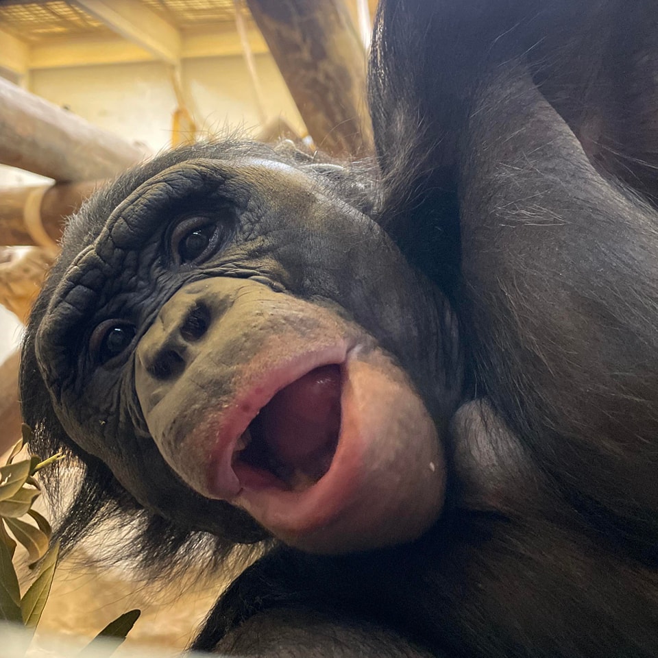 Memphis - Fun Fact Friday🧬 Did you know? Bonobos are expressive ...