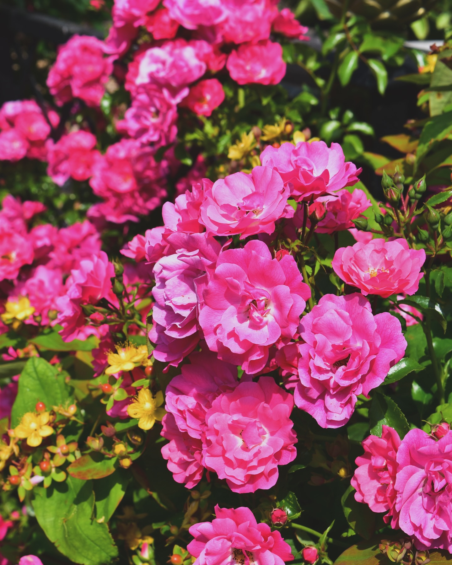 How to plant bare root roses 🌹 A... - Peter Beales Roses