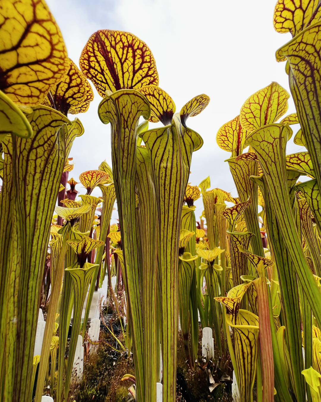 This new Sarracenia hybrid; rubra ssp. gulfensis ( ancestral x