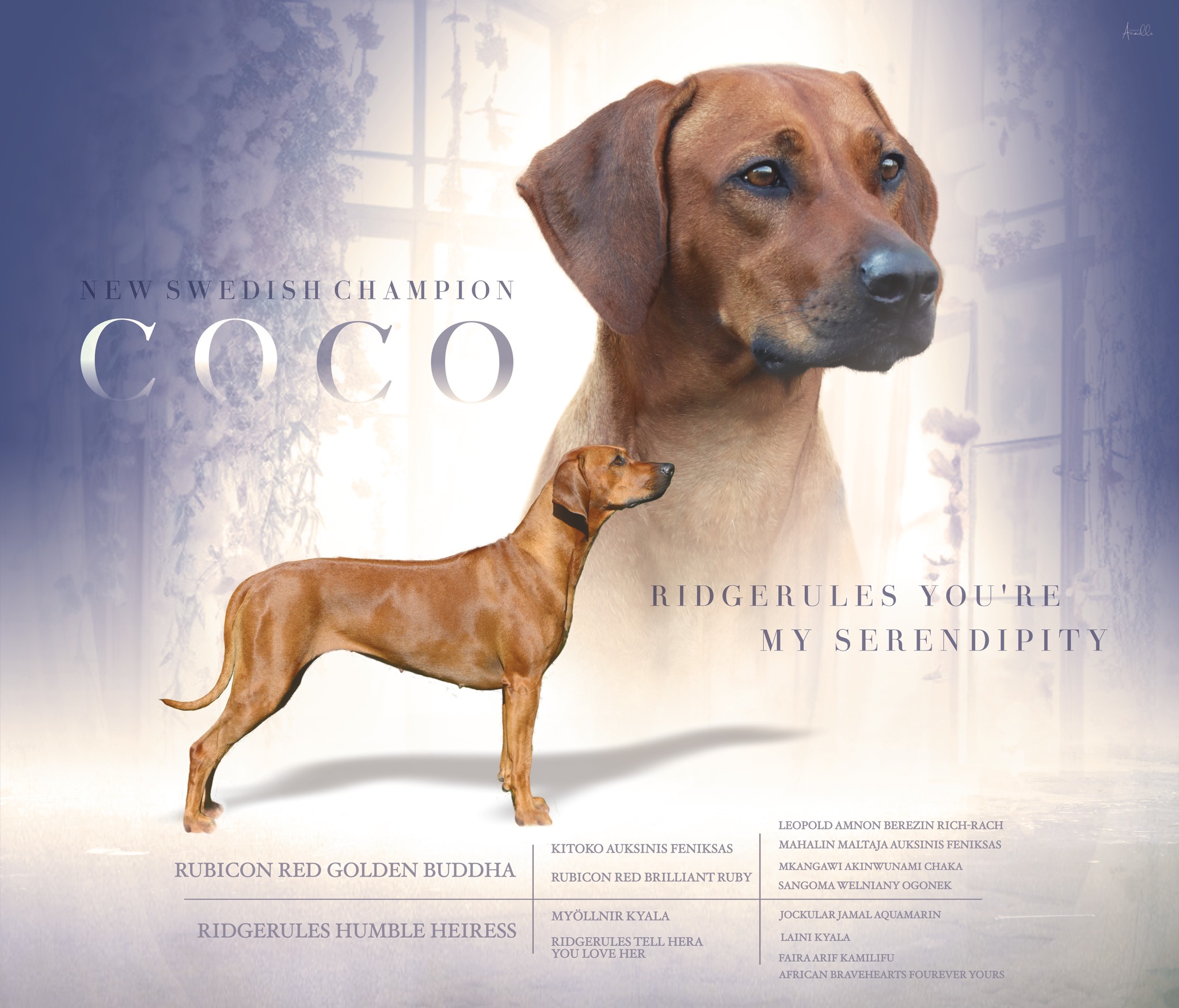 Design By STARR - Breeder presentation Rhodesian Ridgeback ...