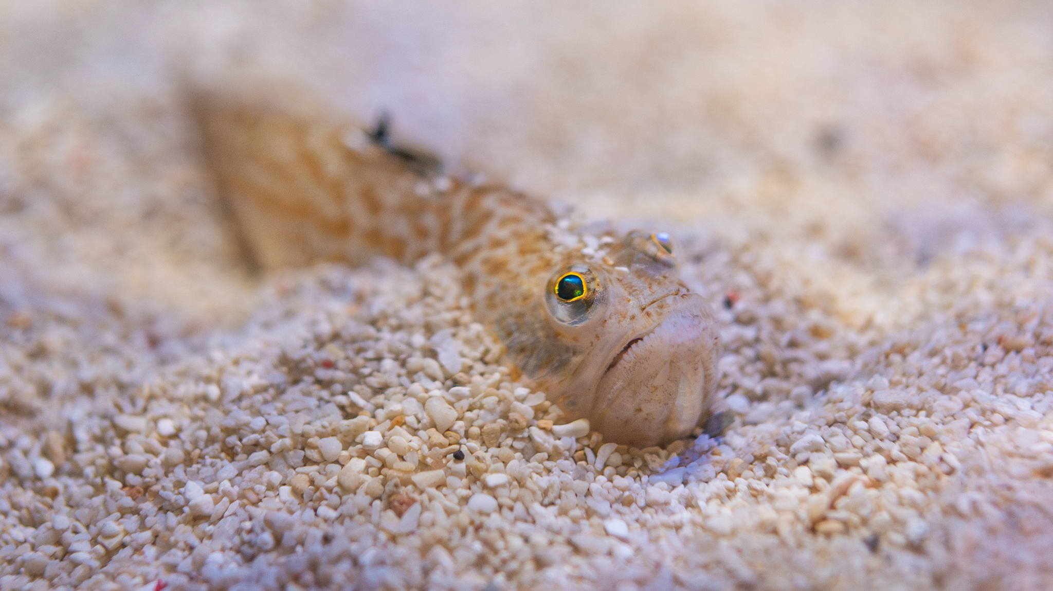 Meet one of the UK’s only... - National Marine Aquarium | Facebook