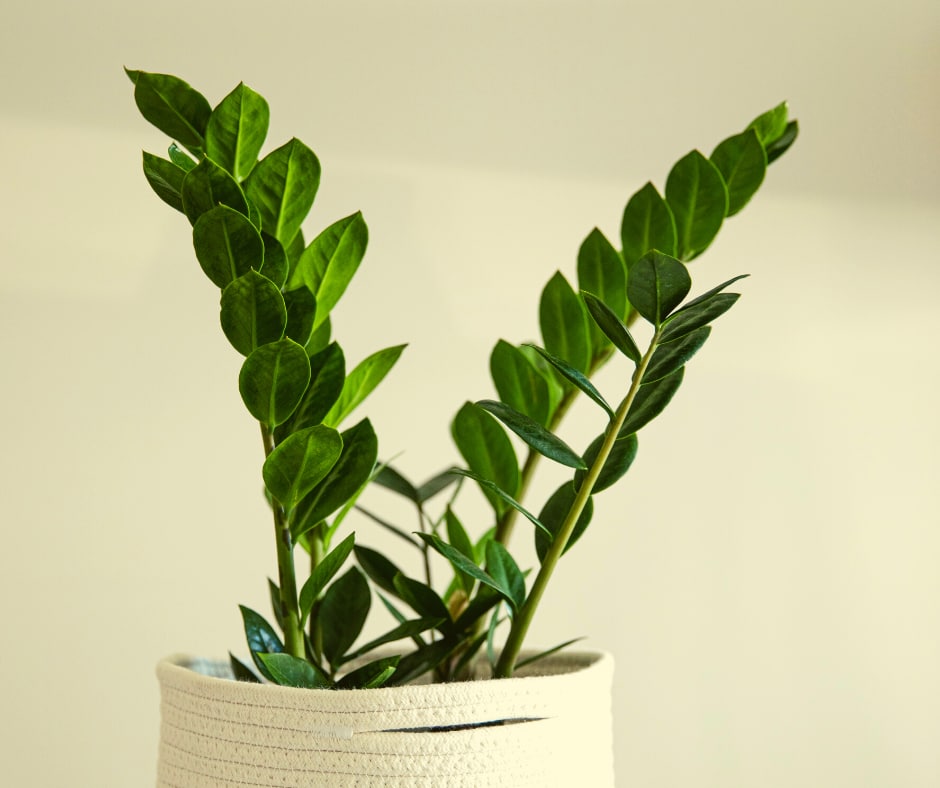 Monstera Plantas - Sentí que mis pulmones se inflaban con la avalancha ...