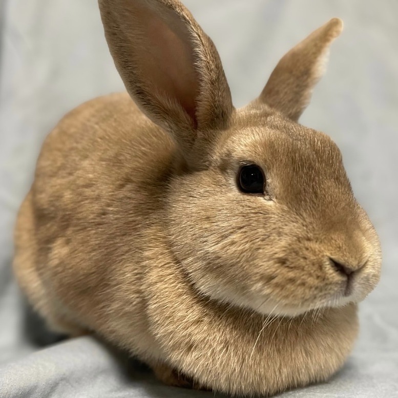 Meet our little friend Kenzie!... - House Rabbit Network | Facebook
