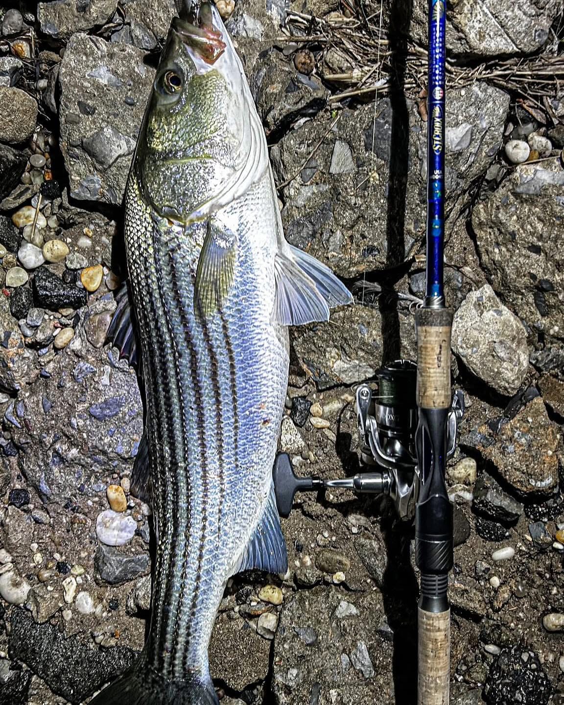 st croix 9 rods for striped bass St. Legend Elite Musky Rods-9 Foot  Musky Shop Handcrafted to meet the demands of bass anglers expecting high quality rods at a fair price St. Croix 2025 Musky X
