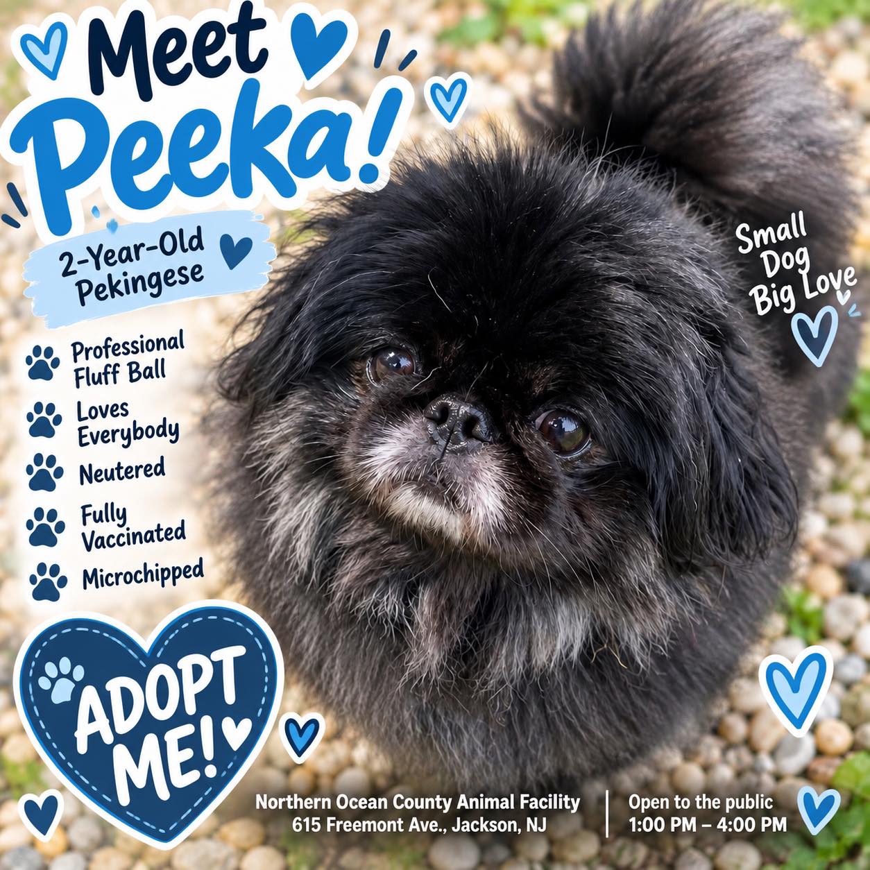 Meet Peeka, a 2-year-old Pekingese for adoption in Northern Ocean