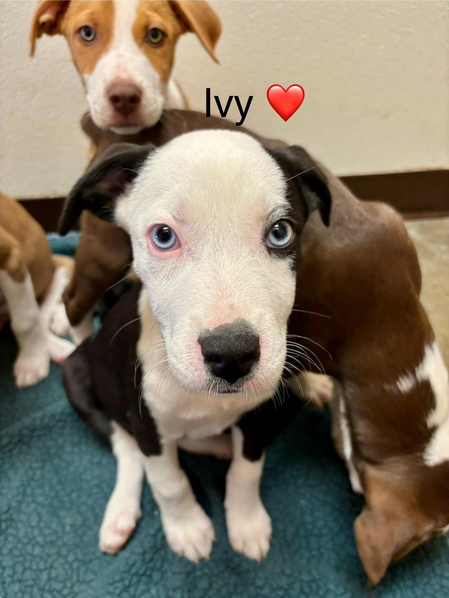 Hum... - Humane Society and Adoption Center of Rockport-Fulton