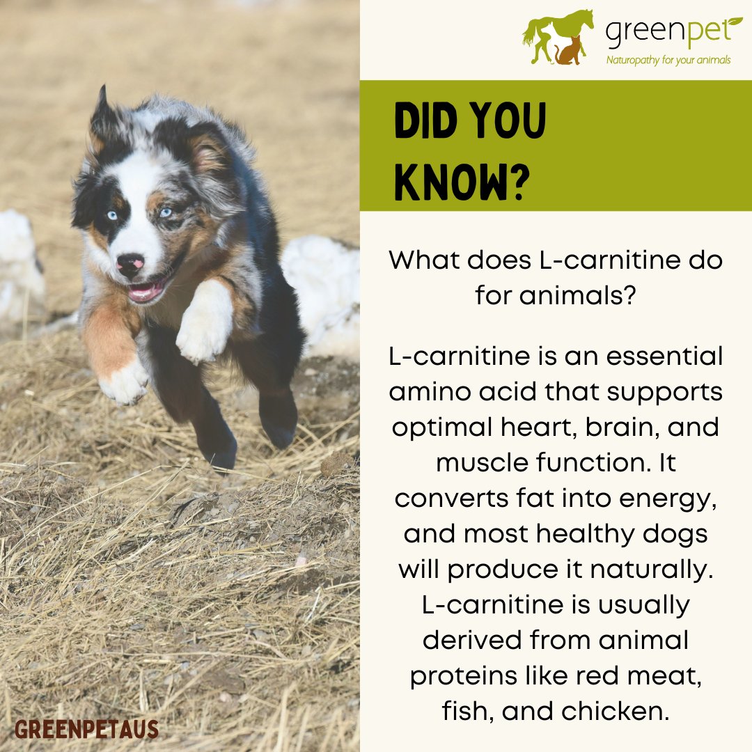 how much l-carnitine does dog need a day Where to order for weight management? instock_2001 NATURE TARGET CoQ10 200mg Paint Code:RZ Cardio Strength features 11