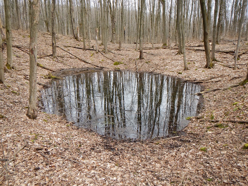 Elk-Skegemog - We may still snow on the ground, but nature’s already ...