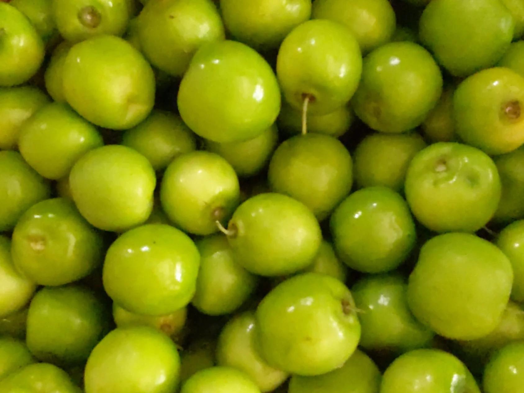 Vallem Vaari Farms | Okeechobee FL