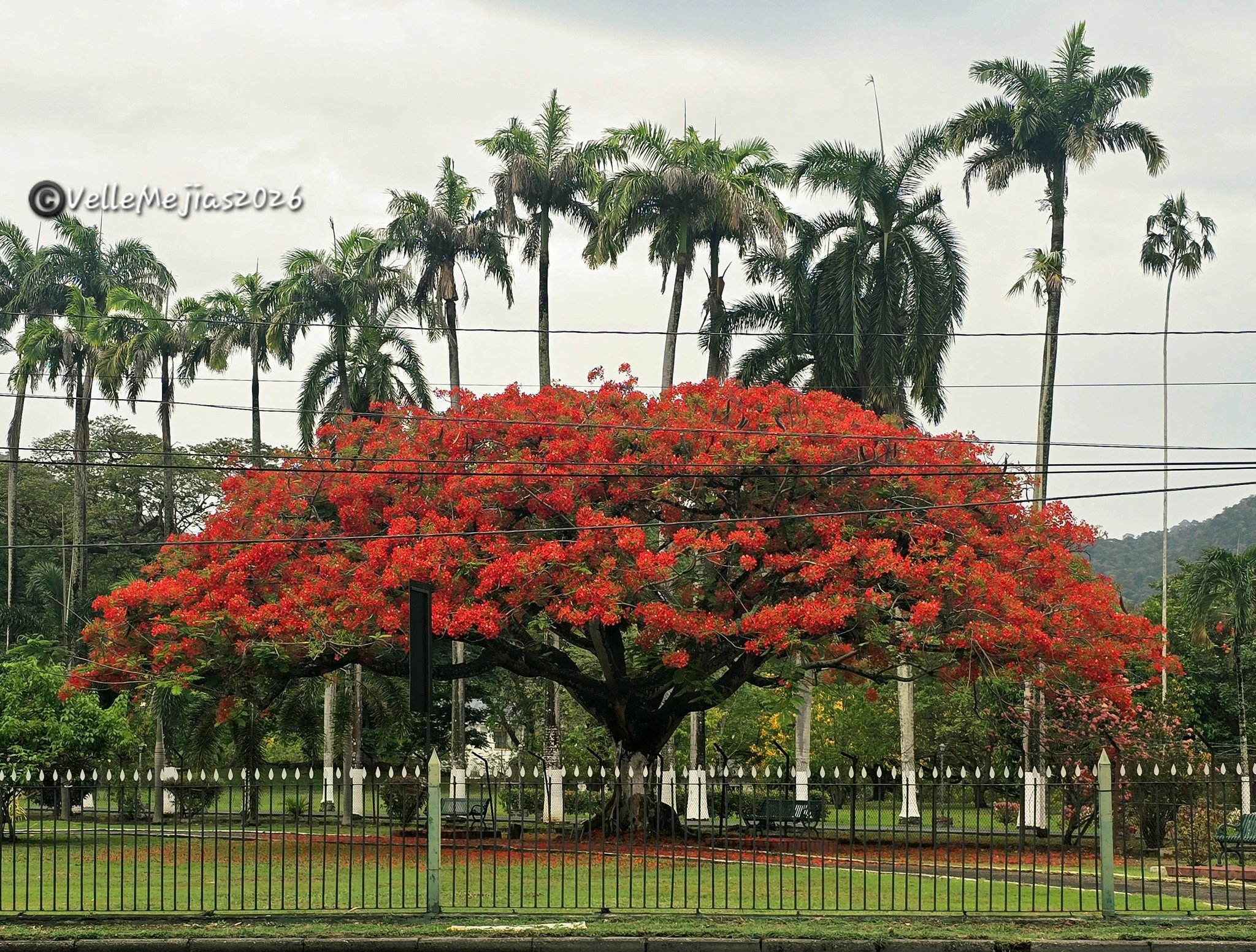 What is the name of the Royal Poinciana tree?