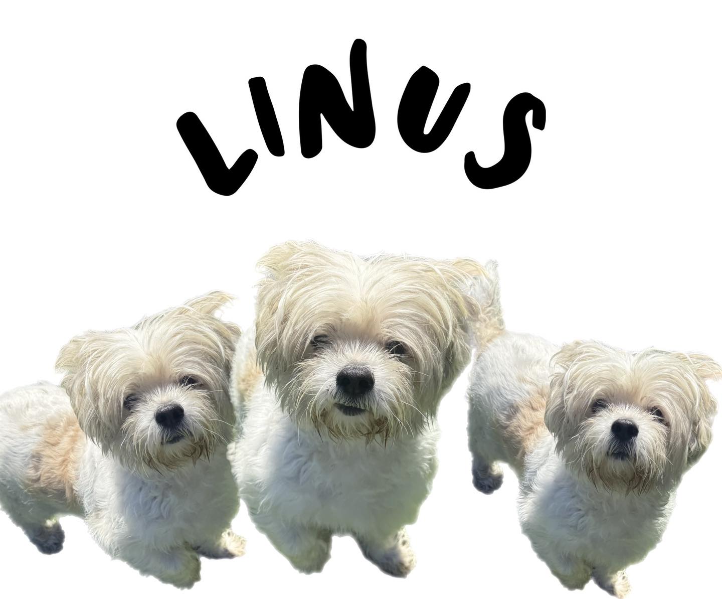 Upper Keys Humane Society - Meet Linus – Your Future Best Friend! Linus ...